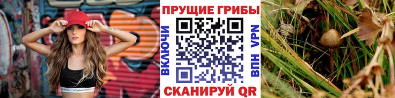 Галлюциногенные грибы GOLDEN TEACHER  наркошоп  Ельня 